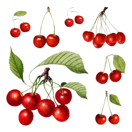 Cherry
